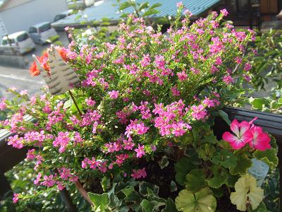20080906クフェアとピック、ゼラニウム2.JPG