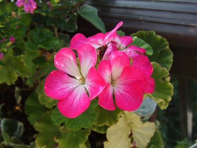 20080906ピンクゼラニウム2.JPG