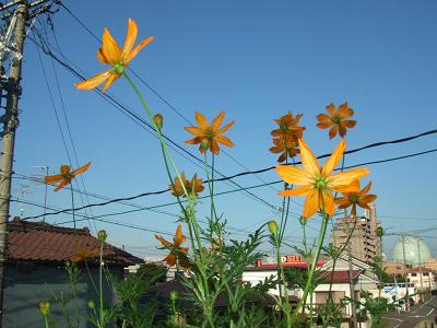 20080807ベランダのオレンジコスモス。明後日の方向向いているけど。2.JPG
