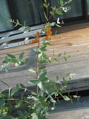 20080712義母の鉢植えユーカリ2.JPG