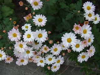 2008110306白菊2.JPG