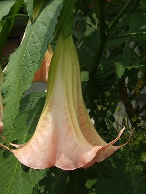 20080701庭の1エンジェルストランペット1-2.JPG
