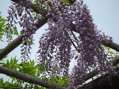 20080428徳川園藤2.JPG