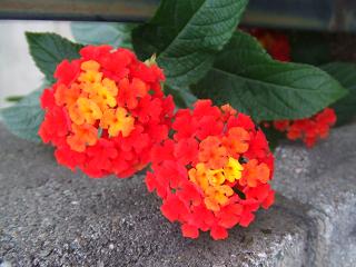 2008110308オレンジと赤のランタナ2.JPG