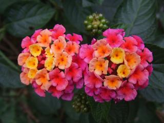 2008110309ピンクとオレンジのランタナ2.JPG