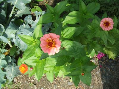 20080701庭のジニア三色2.JPG
