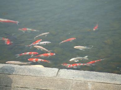 20080428徳川園池の鯉2.JPG