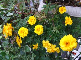 2008102605マリーゴールド2.JPG