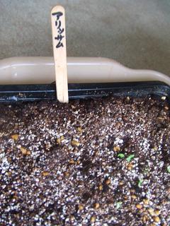 2008102404混色アリッサムの芽2.JPG