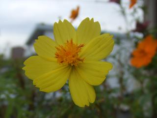 2008102506黄色キバナコスモス2.JPG