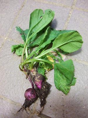 20080813ベランダ菜園で収穫したラディッシュ。今回は二つ2.JPG