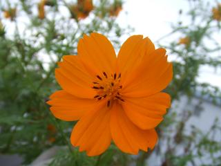 2008102507オレンジキバナコスモス2.JPG