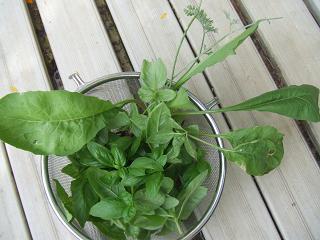 2008102509今日の収穫、バジルその他2.JPG