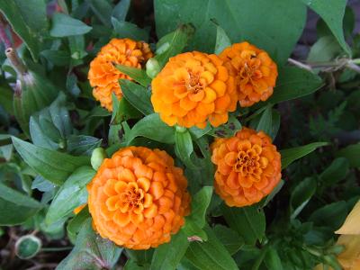 20080703ポンポン咲きのオレンジジニア2.JPG