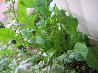 2008102511ベランダ菜園のルッコラ2.JPG