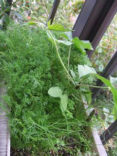 2008102512ベランダ菜園のカモミール、九条葱、紛れ込んだ朝顔2.JPG