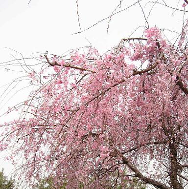 しだれ桜。