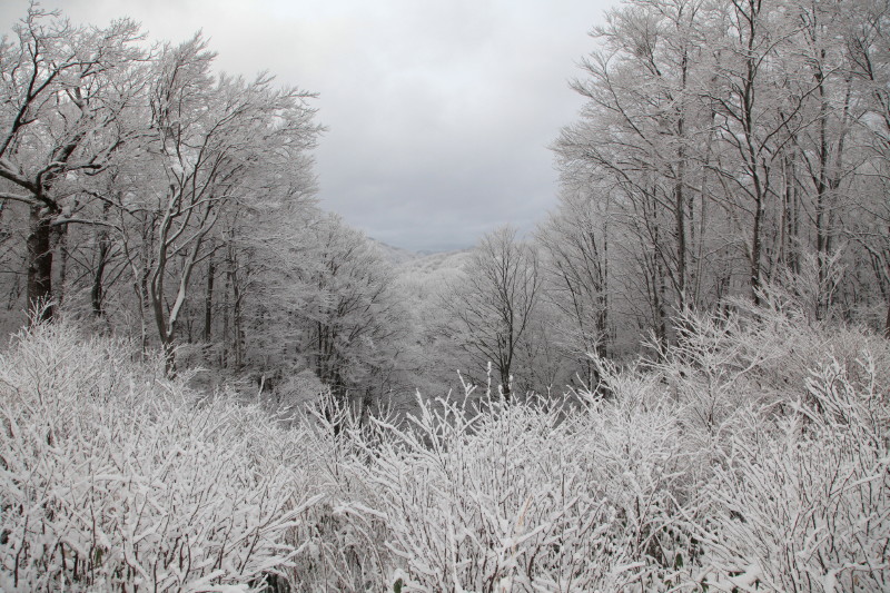 ゆきげしょう20101209_2