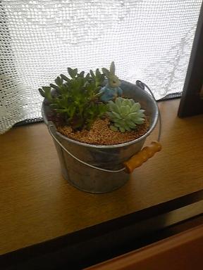 多肉ちゃん.JPG