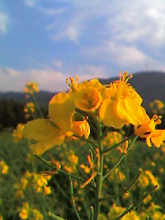 菜の花