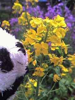 まること菜の花