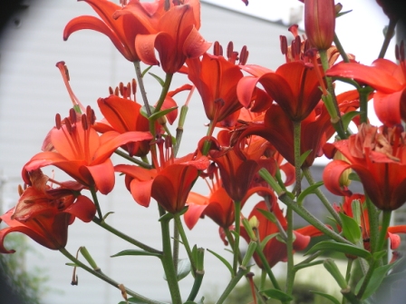 2006_0810今日の花0013.JPG