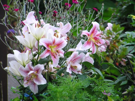 2006_0810今日の花0015.JPG