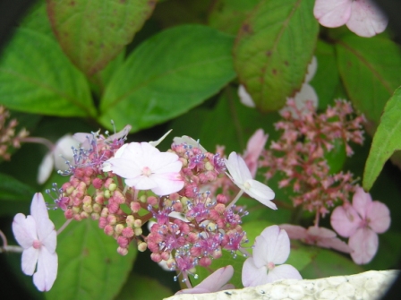 2006_0810今日の花0020.JPG