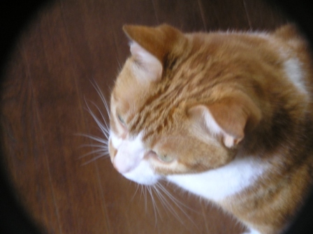 2006_0810今日の花0002.JPG
