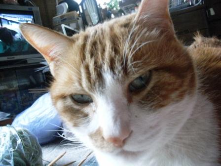 wannwann帽子 010.jpg