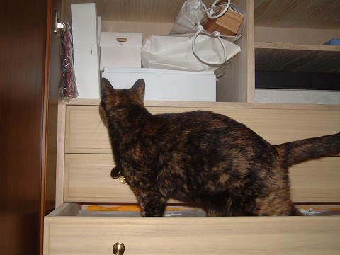 resize0074.jpg