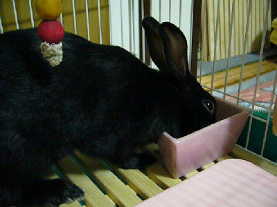 朝ごはん中だよ