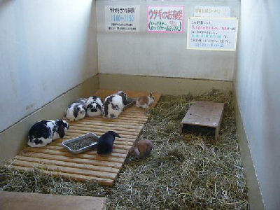 ロップちゃん達