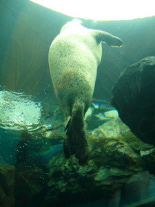 072108sealion.JPG