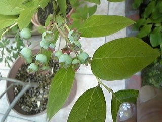 052209blueberry.jpg