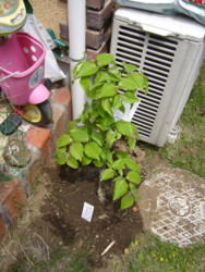 050208dogwood.JPG