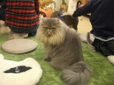 ぷーくん　ペルシャ.jpg