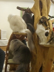猫の木２.jpg