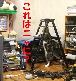 これはなに？.jpg