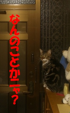 なんのことかニャ.jpg