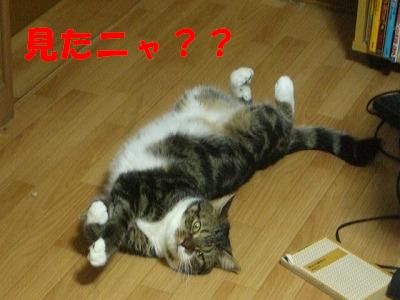 s-CIMG4783みた？.JPG