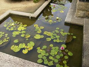 モネの睡蓮の池