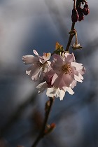 B-桜.jpg