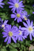 B-青い花１.jpg