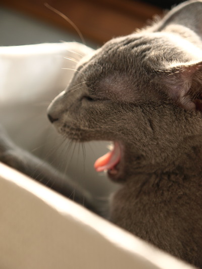 yawning