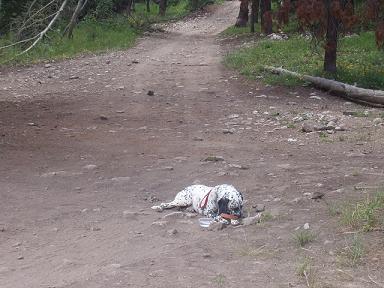 もう一歩も動けないタンゴ