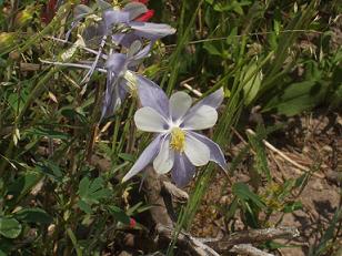 columbine flower