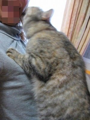 猫に顔をなめられる　＠猫画像