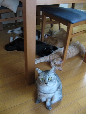 さみしそうなさくらんぼちゃん　＠猫画像