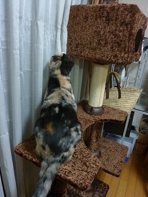 キュートちゃん